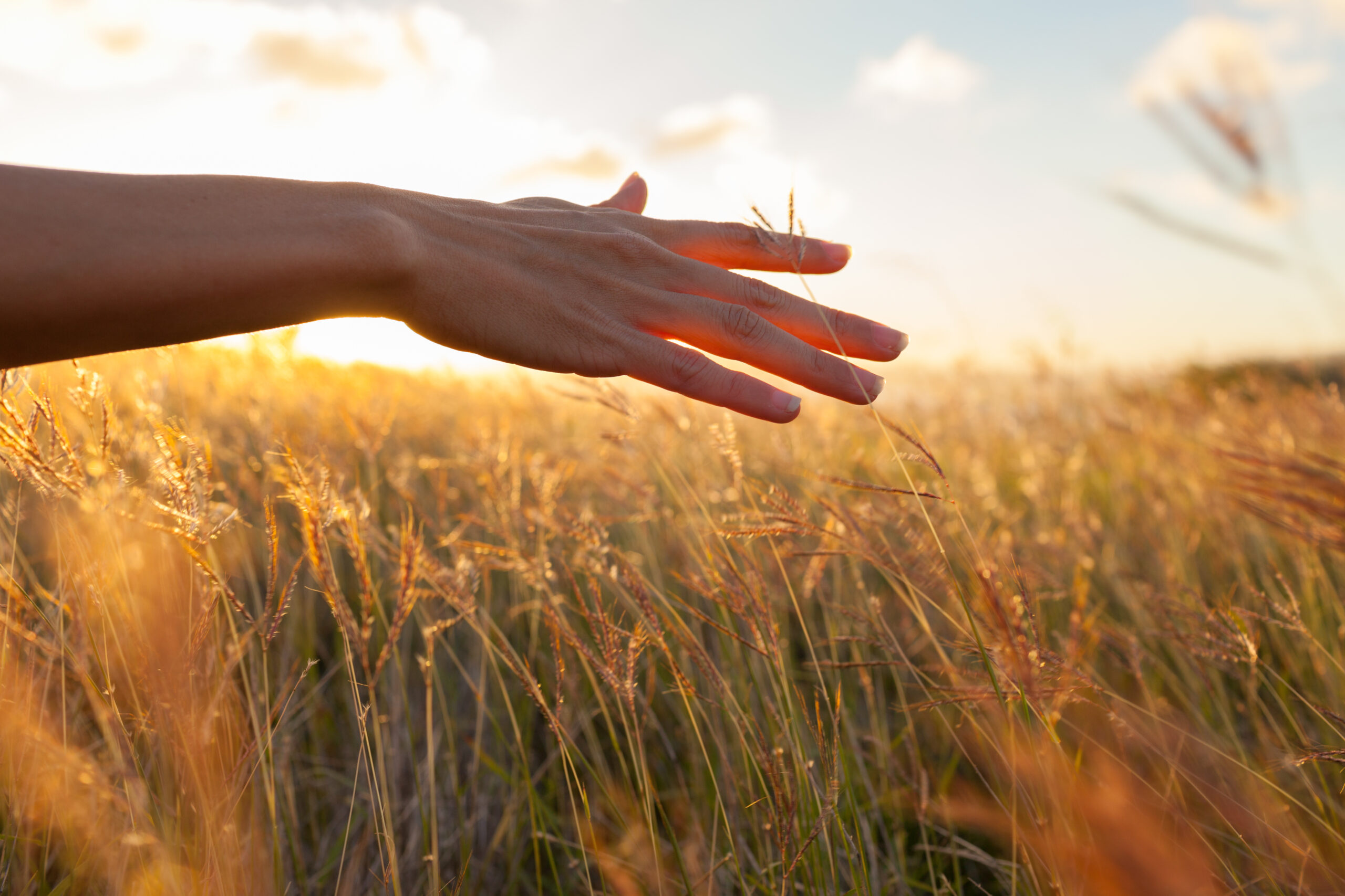 Hand in wheat field.